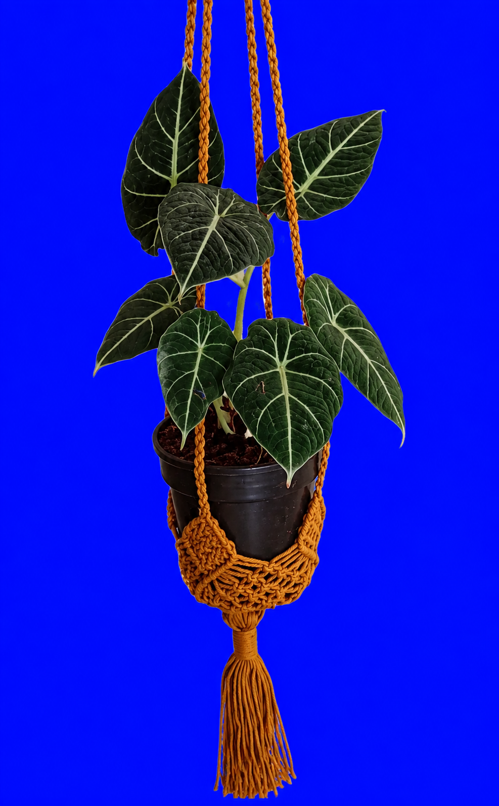 Macrame Plant Hanger Orange